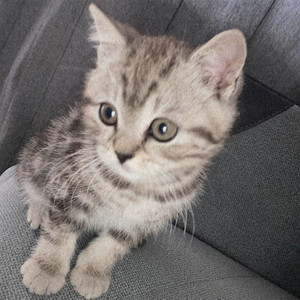 котик (Explicit)