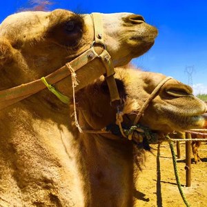 没有卖掉的骆驼