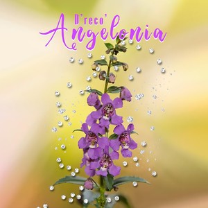 Angelonia (Explicit)