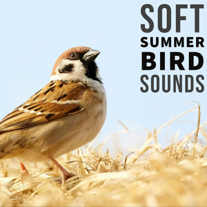 Chirping Chickadees