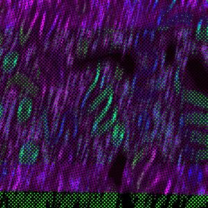 reelemclose' (Explicit)