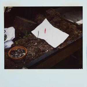 NotARealMurder (feat. LIL Rascal) (Explicit)