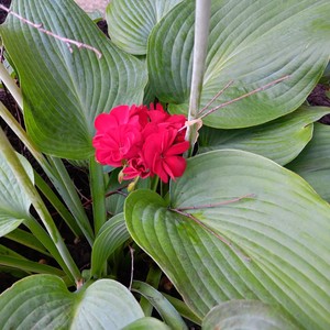 Boxeadores Mexicanos #1