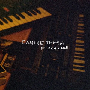 canine teeth