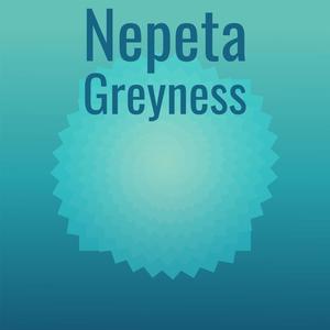 Nepeta Greyness