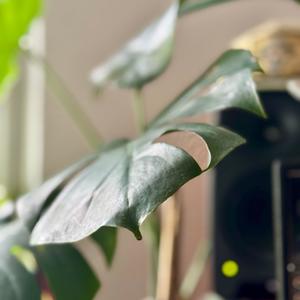 Monstera Deliciosa