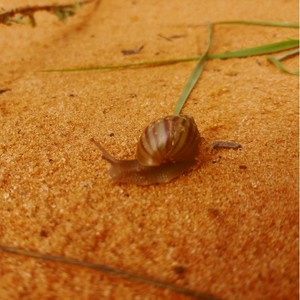 Snail Desert