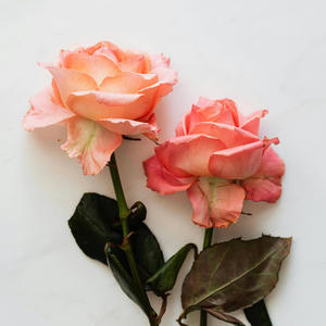 Twin Flame (Explicit)