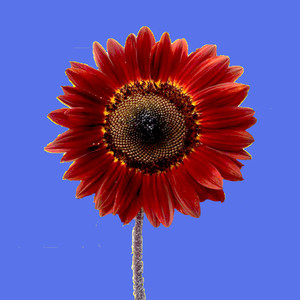 Bellaquera (Explicit)