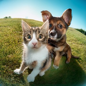 El Sonido Del Cascabel De Tu Juguete Favorito