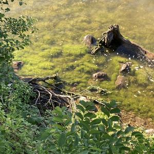 crocodile tears (feat. Kayliah Love) (Explicit)