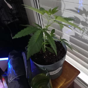 Taladro OG (Explicit)