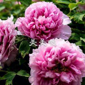 美丽的神话