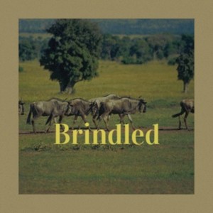 Brindled