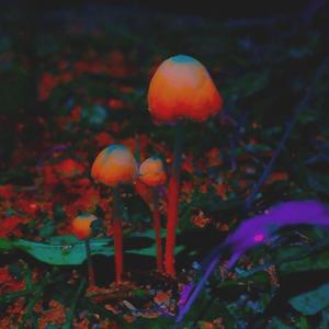 The Gardener (Explicit)