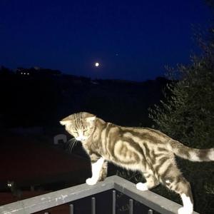 i'll give u the moon