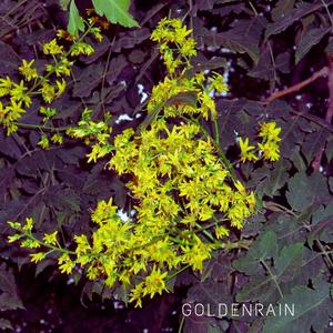 GOLDENRAIN