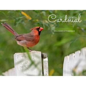 Cardinal (feat. 713Benzo) [Explicit]