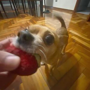 STRAWBERRY CYPHER (feat. Delucas, Hewhoganders, Noghead, Evaniano, artxuck & raftheartist) (Explicit)