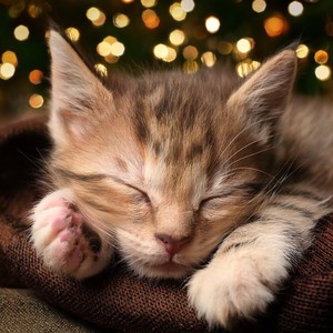 Música Suave Para Mascotas