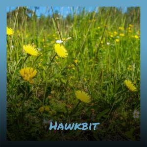 Hawkbit