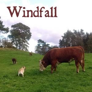 Windfall