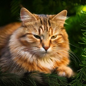 Gentle Tunes for Feline Soothing