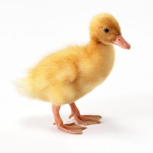 [免费]嘎嘎嘎嘎嘎嘎嘎嘎嘎嘎嘎嘎嘎嘎嘎嘎