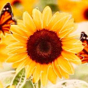 SUNFLOWERS ON *** (Explicit)