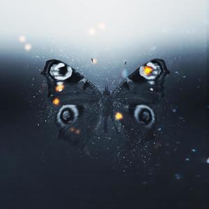 Butterfly (Explicit)