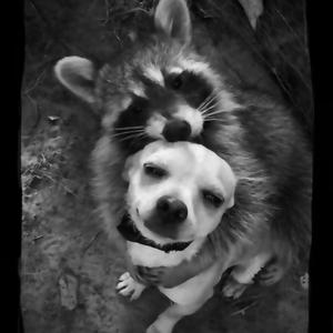 cute racoon holding puppy