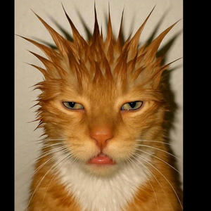 ion run it (Explicit)