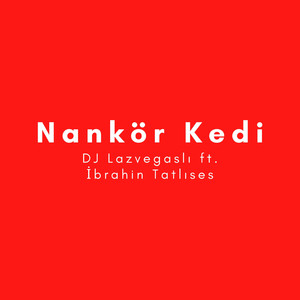 Nankör Kedi