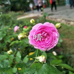 斯芬克斯