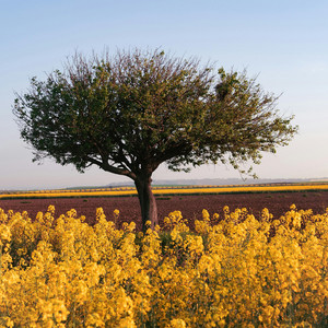 Netroni Dispiriting Prayer