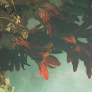 Flowers on the Shore