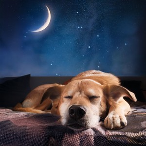 El Perro Vence Al Sueño Suave