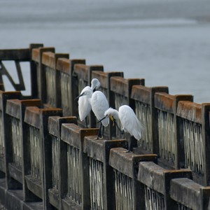 Birds' Fool Around