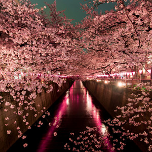 Sakura Blossoms