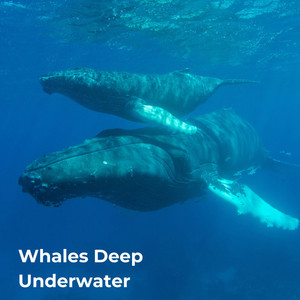 Whales Deep Underwater