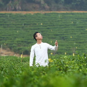 英德红茶