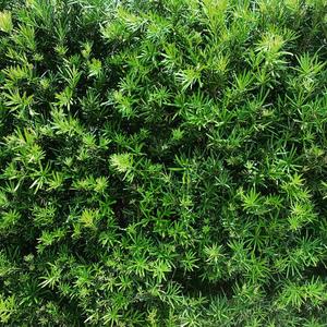 Danny Tellechea - Evergreen