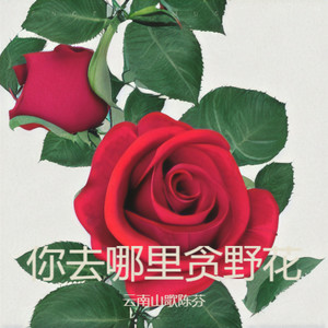 你去哪里贪野花