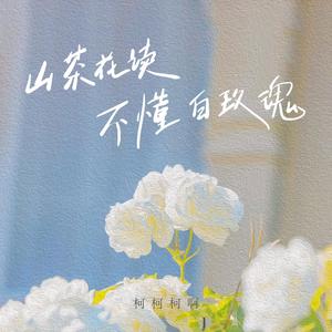 山茶花读不懂白玫瑰