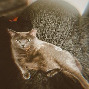 show me sum (Explicit)