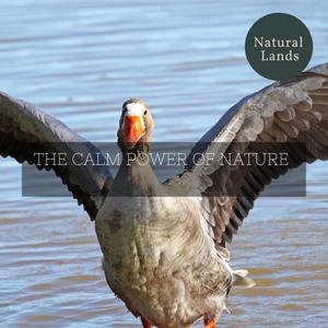 Bewick's Winter Wren