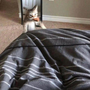 9 Lives (feat. Sly Steez) (Explicit)