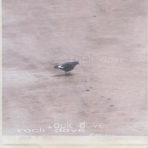 rock dove