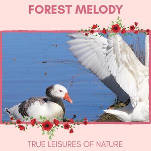 Forest Melody - True Leisures of Nature