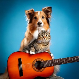 Pet Relaxation: Guitar Soothing Sounds